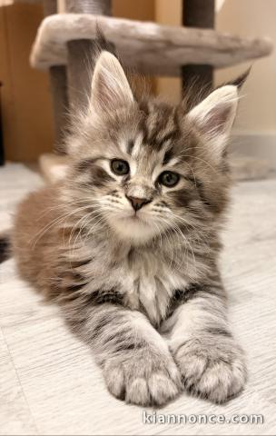À adopter chatons Maine coon disponible 