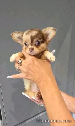 Magnifique chiots chihuahua femelle 