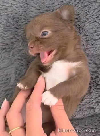 Chiots chihuahua femelle a donner 