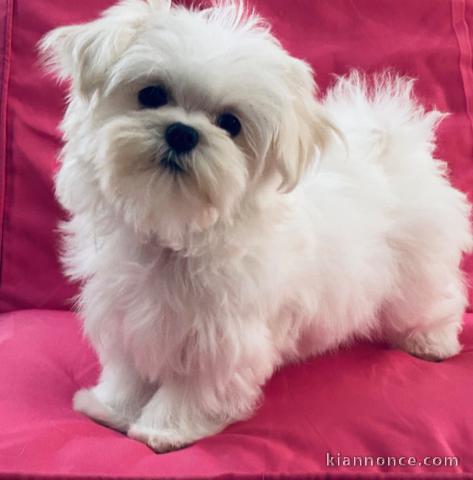 Adorable chiots Bichon maltais femelle 