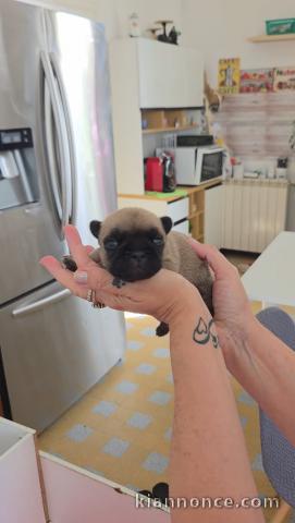 Chiots bouledogue français mâle 