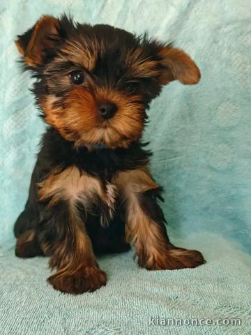 Je donne chiots rottweiler lof