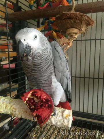 Couple perroquet gris du Gabon disponible 