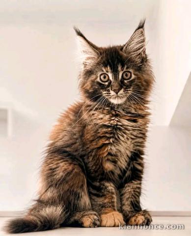 Adorable chaton Maine coon femelle 