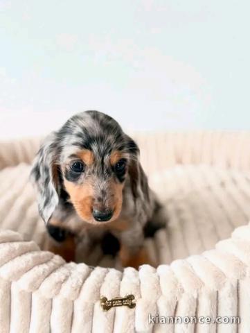 Magnifique chiots teckels disponible 