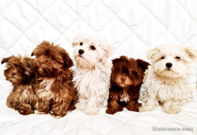 Chiots Bolonka Zwetna et Bichon Maltais