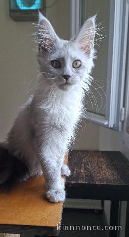 Magnifique chaton Maine coon femelle à donner 