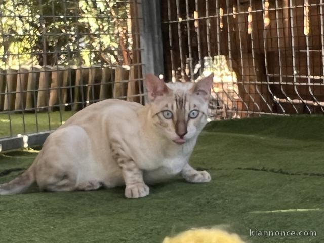 Bengal disponible mâle 