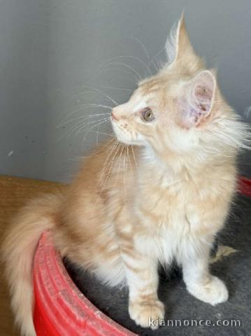Chaton roux Maine mâle 
