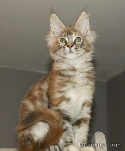 Maine coon disponible pour adoption 