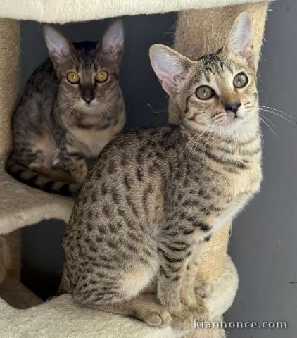 Chaton savannah déjà prêts à rejoindre leurs familles 