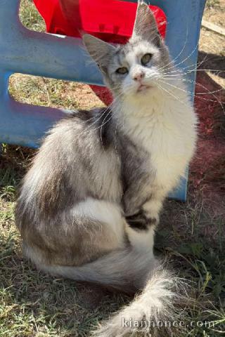 Adorable chaton Maine coon femelle 