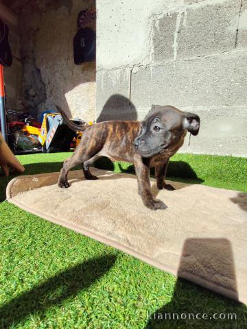 Chiots Staffie à adopter disponible 