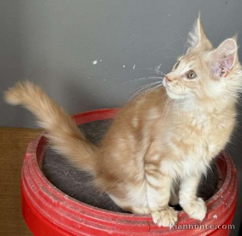 Chaton roux à adopter agés de 3 moi 