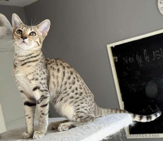 Magnifique chaton savannah femelle 