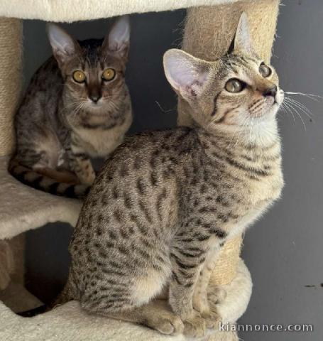 Adorable chaton savannah disponible 