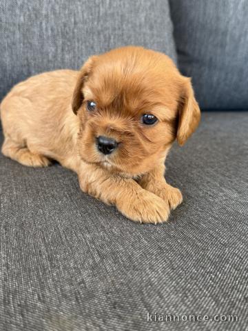 Chiots cavalier King Charles femelle 