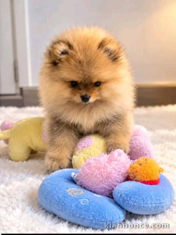 Chiots spitz nain disponible femelle 