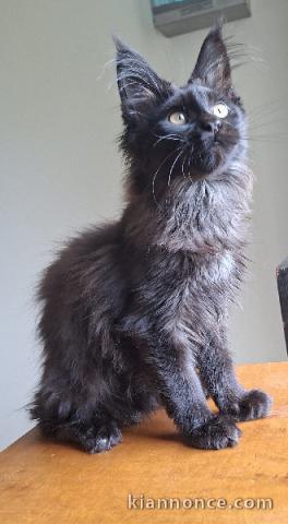 Dons chaton Maine coon femelle 