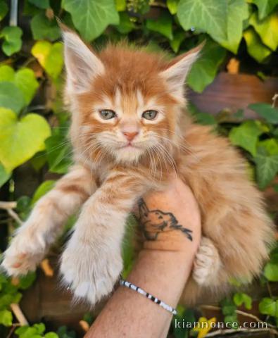 Maine coon mâle a place à venir chercher 