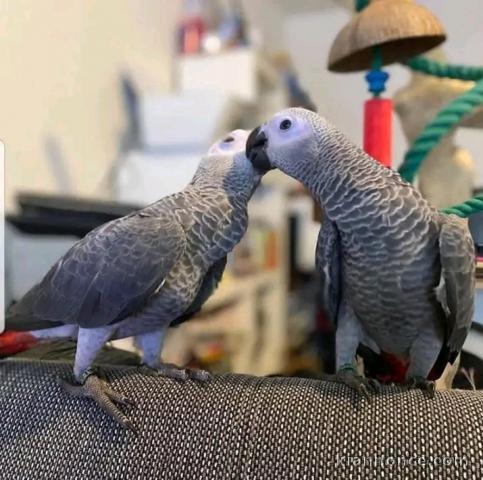 Perroquets gris du Gabon couple à adopter 