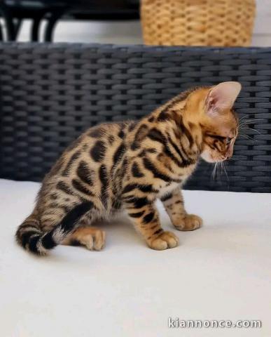 Bengals mâle a donner 