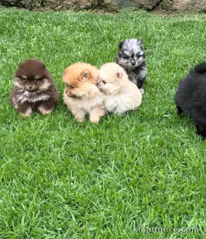 Magnifique chiots Spitz nain Poméranien 
