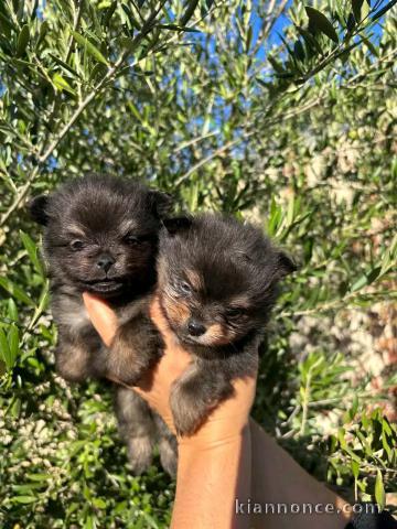 Chiots chihuahua femelle disponible 