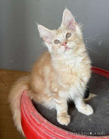 Chaton maine roux disponible à vendre 
