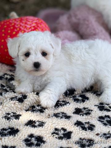 Adorable chiots Bichon Frise a donner 