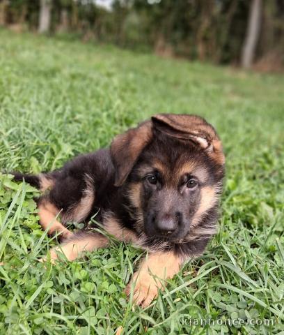 Berger allemand disponible mâle 