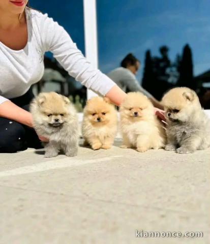 Adoption chiots spitz nain Poméranien 