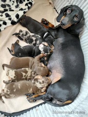 Annonces chiots teckels kaninchen disponible 