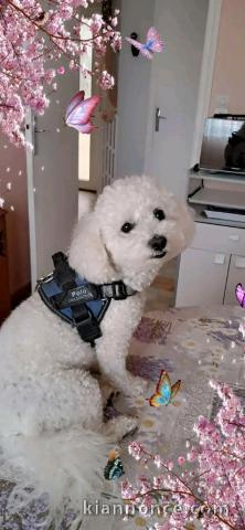 Chimie Bichon Frise femelle 