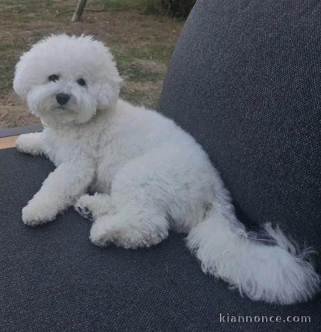 Dons chiots spitz nain disponible 