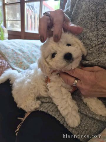 Chiots Bichon Frise Mâle et Femelle 