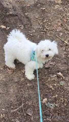 Chiots spitz nain disponible intéressé veuillez me contacter 