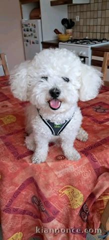 Magnifique chiots Bichon frisé pour adoption 
