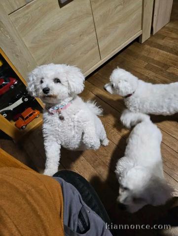 Dons chiots Bichon frisé 