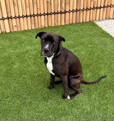 Magnifique chiots Staffordshire Bull Terrier pour adoption 