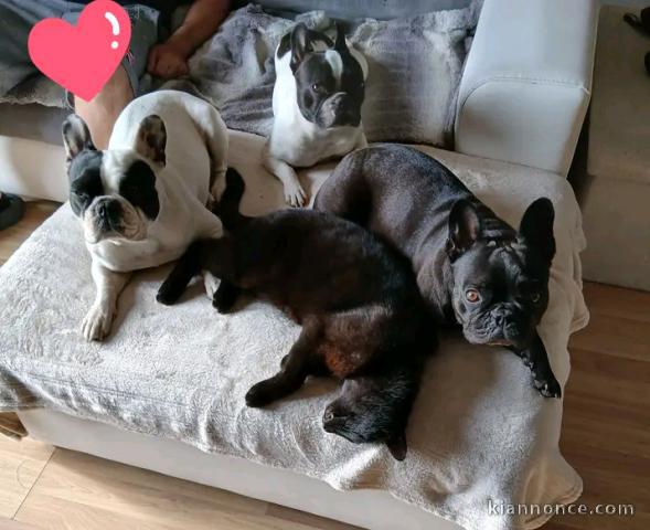 Chiots bouledogue français mâle et femelle 