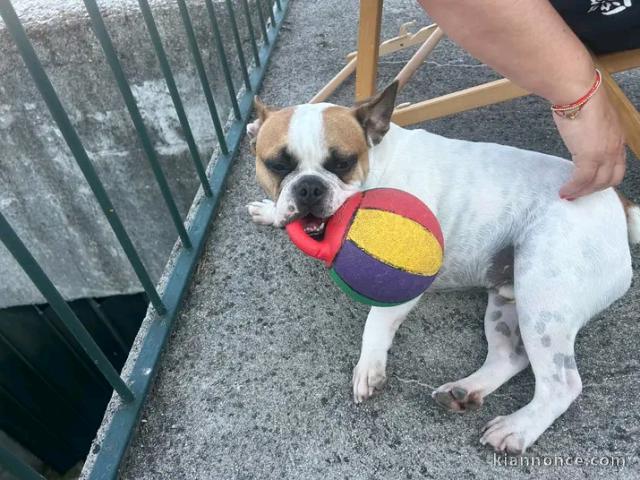 Chiots bouledogue français mâle a place 