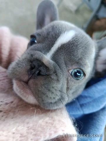 Adoption chiots bouledogue français 