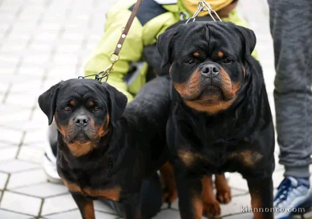 Adoption chiots rottweiler mâle 