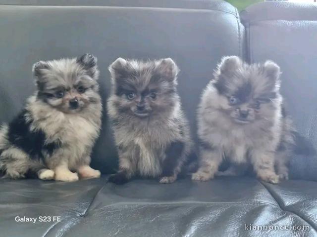 Adoption chiots spitz nain disponible 
