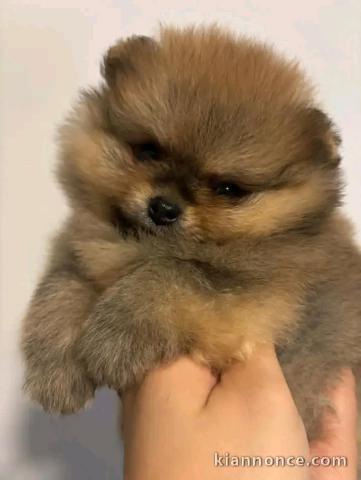 Chiots spitz nain adorable femelle 