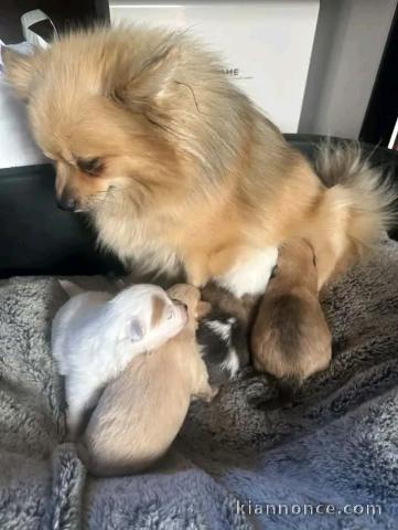 Annonces chiots spitz nain disponible 