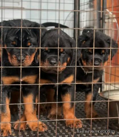 Adoption chiots rottweiler 
