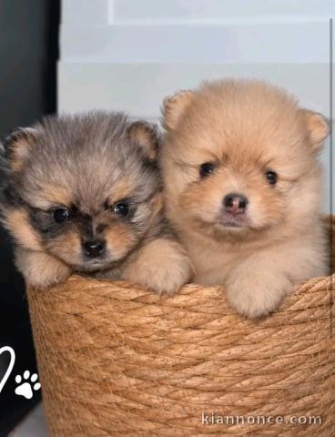 Magnifique chiots Spitz nain disponible 