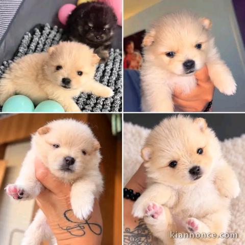Adorable chiots spitz nain disponible 